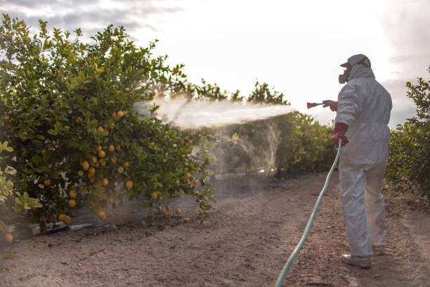 Best Insect Control  in Fairplay, GA