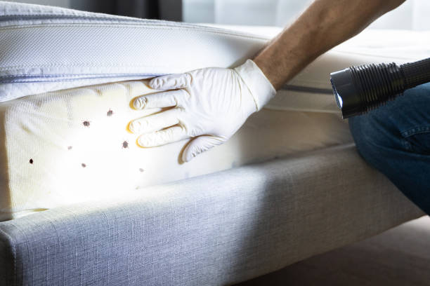 Reliable Fairplay, GA Pest Control Solutions